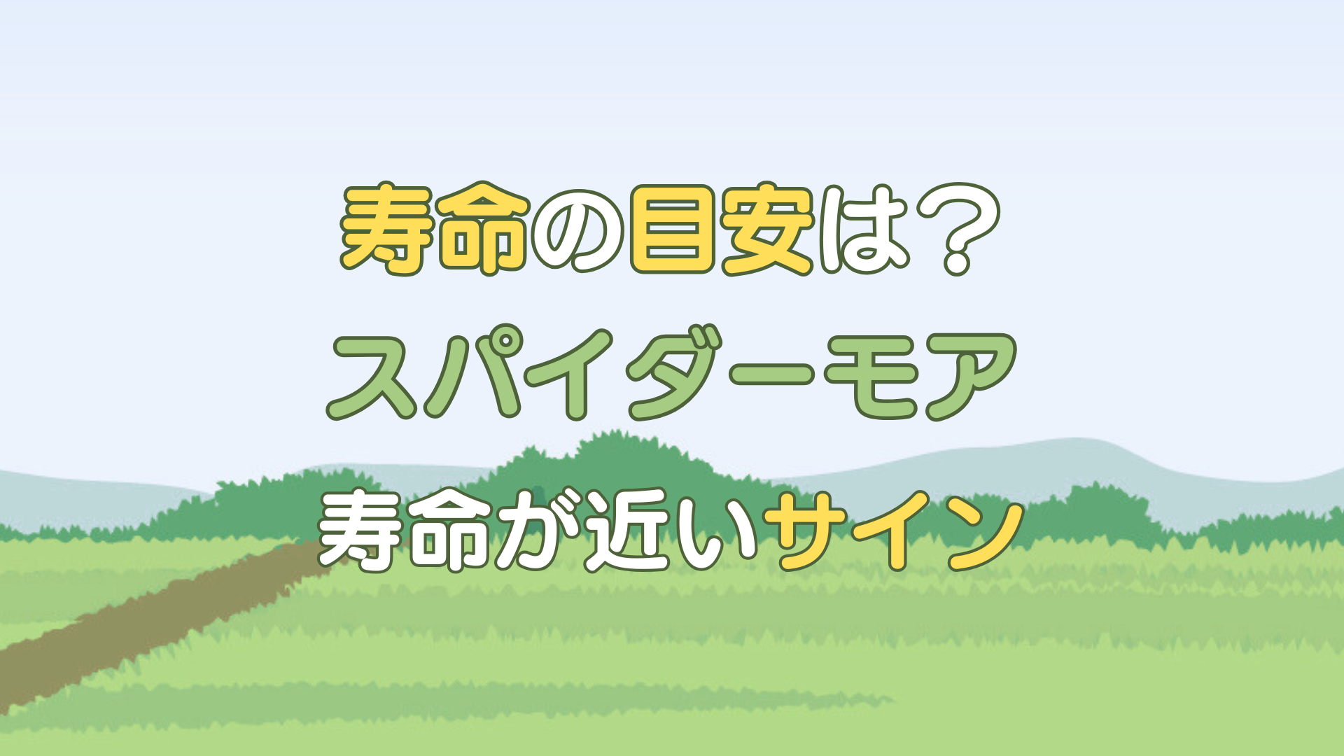 スパイダーモア 寿命